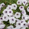 Petunia 'Bubbles White' – kwiatostan